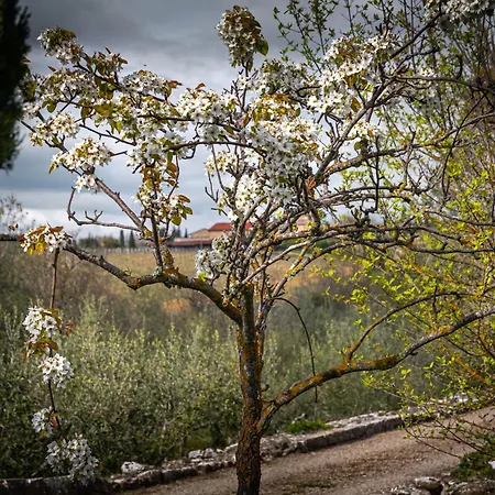 Casa Panorama בית נופש *